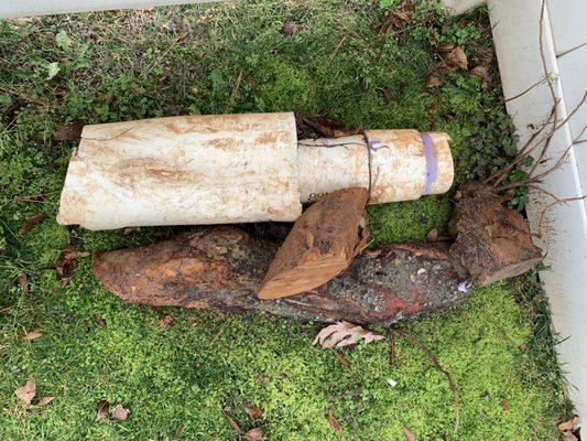 6" Cherry Tree root that infiltrated a PVC sleeve in order to grow under the homes concrete slab.