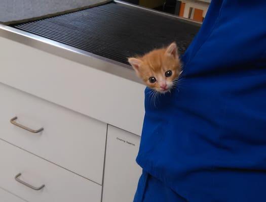 It's Bring Your Kitten to work day!!  :)