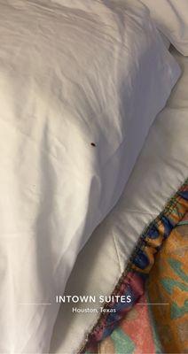 Bed bugs