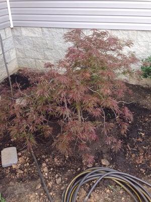 Beautiful Japanese Red Dragon Maple from Larry's