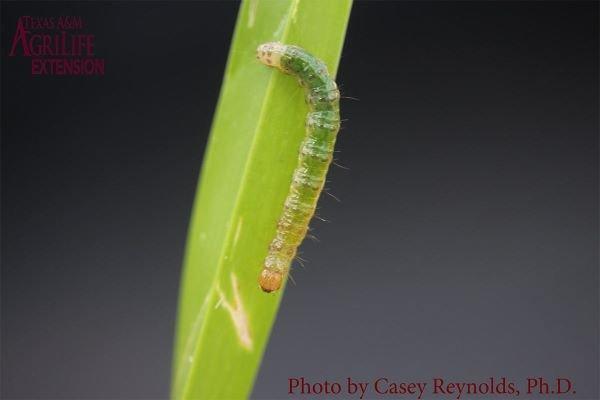 Sod Webworm Control