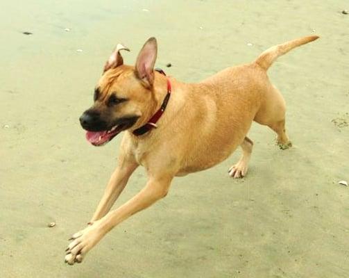 having fun at the the dog beach