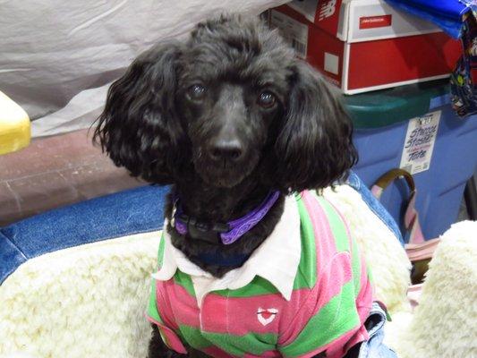 Dusty sitting patiently at one of my Craft Shows