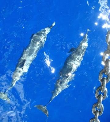 Dolphins under the bow of the Marimed Foundations sailing ship "Makani Olu"