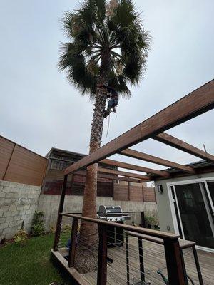 Before picture of Mexican Fan Palm