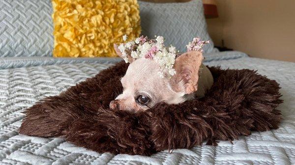 Lillian with her resting crown