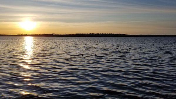 Ducks and a sunset