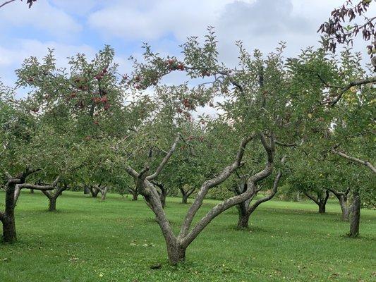 Thank you R&M for a wonderful time at your orchard, exploring and picking apples.