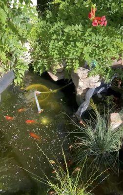 Goldfish in the pond.