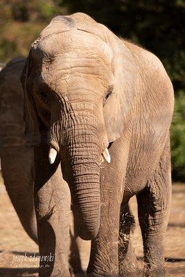 Two elephants in zoo