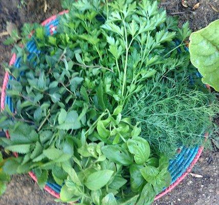 Array of herbs