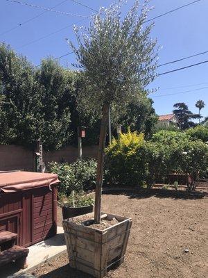 Standard Olive tree