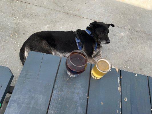 My boy relaxing while we enjoying a Barrel -aged Doppelbock....