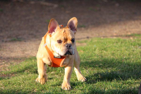 Irvine Central Bark Dog Park