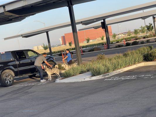 An employee rescued these 2 huskies. They needed their owners to find them so we couldn't keep them for ourselves.