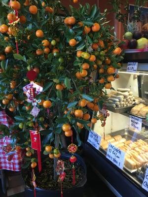 Live fruit tree inside, and display case with more cha lua (Vietnamese "ham")