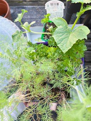 Dill, curly parsley, cucumbers