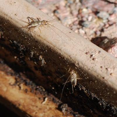 Cricket Control Tucson