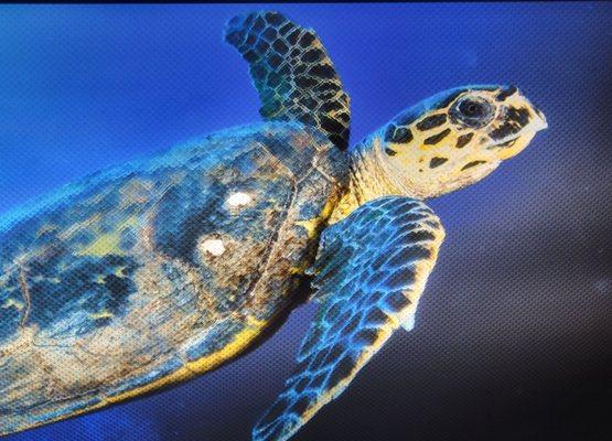 Ceiling pic of sea turtle