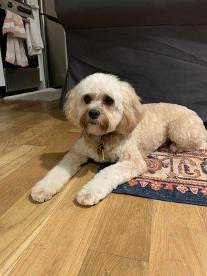 Chloe the Cavapoo after her Full Dog Groom