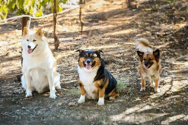 Dog friendly winery and beautiful vineyards! (Minor edits. Dogs were leashed.)