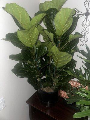 My Fiddle Fig