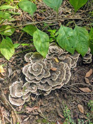 Wild Mushrooms