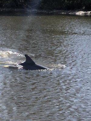 Dolphin cruising by.