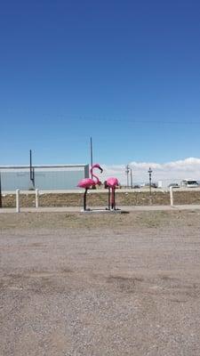 Flamingos by the truck weight station