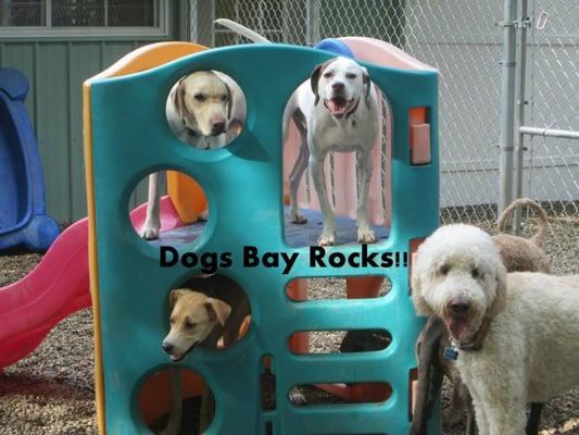 Community Play Yards for our fur friends who enjoy playing with other dogs!