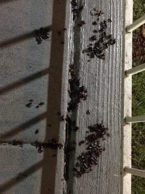 Roaches on the deck