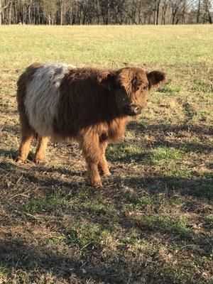 George!  Our Belted Galloway Bull.