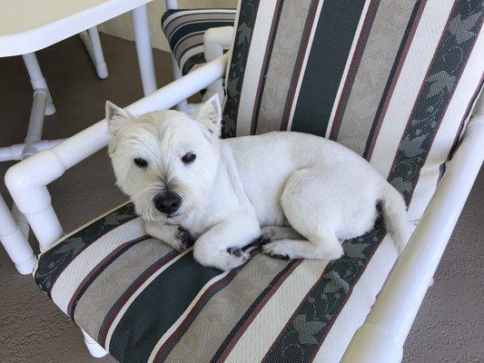 Toby just got his haircut at Grooming By Ginny