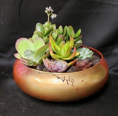 Succulent dish garden