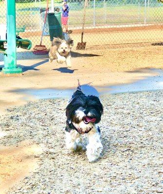 Lady Oreo playing with a cute little pup (chasing behind her).