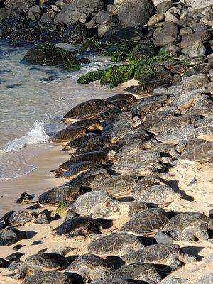 Hookipa Beach Turtles