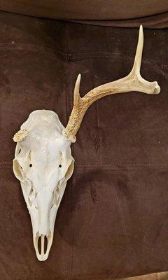 Deer skulls - custom decals