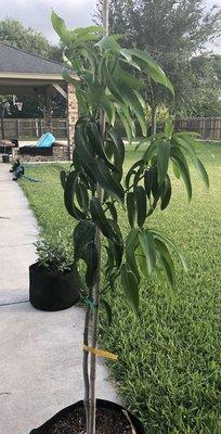 Lots of new leaves and branches