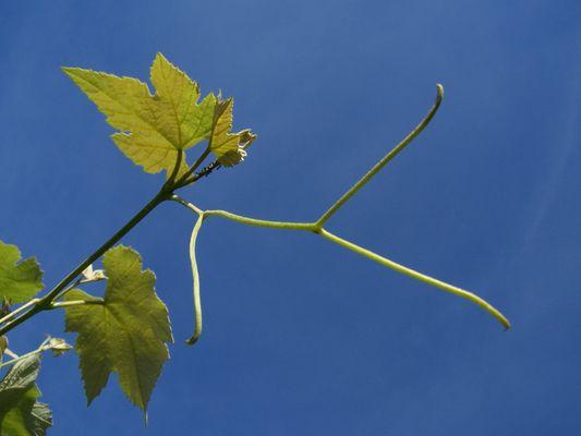 Wine Tree Vineyards