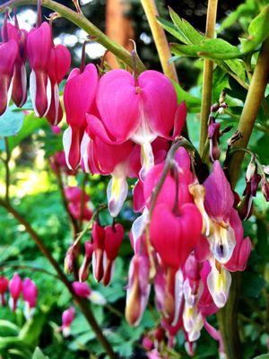 "Bleeding Hearts" Club