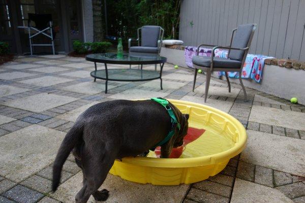 Doggy visitor Mia is grateful someone put out such a big water bowl for her.