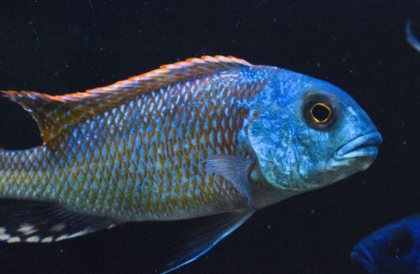 Buccochromis Nototaenia