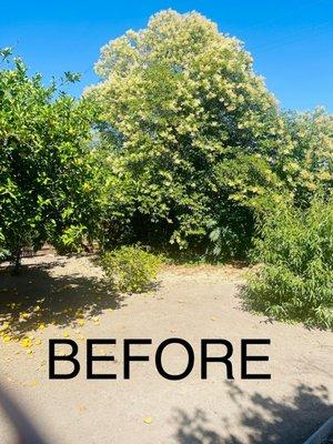 Ridiculously overgrown tree crowding the back corner making it unusable space.