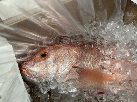 the freshest and most awesome red snapper. brought to us with friendly and unsurpassed service!!!