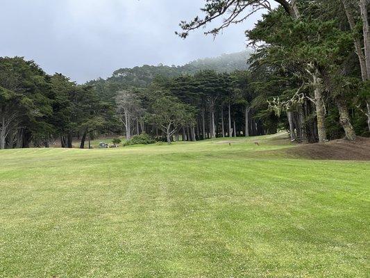 Beautiful golf hole, with the deer Undisturbed