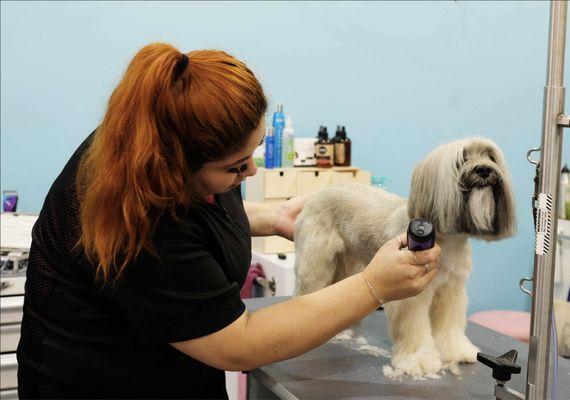 Culver City Dog Grooming