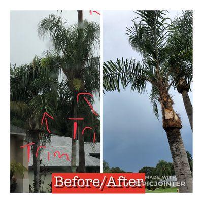 Queen Palm summer trim!