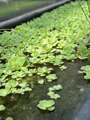 Pond plants!