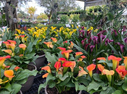 Calla lilies in a wide variety of colors.