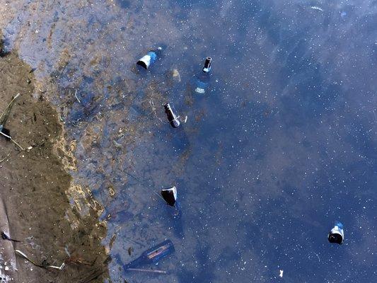 This is sad...beer bottles in the pond.  People are stupid!